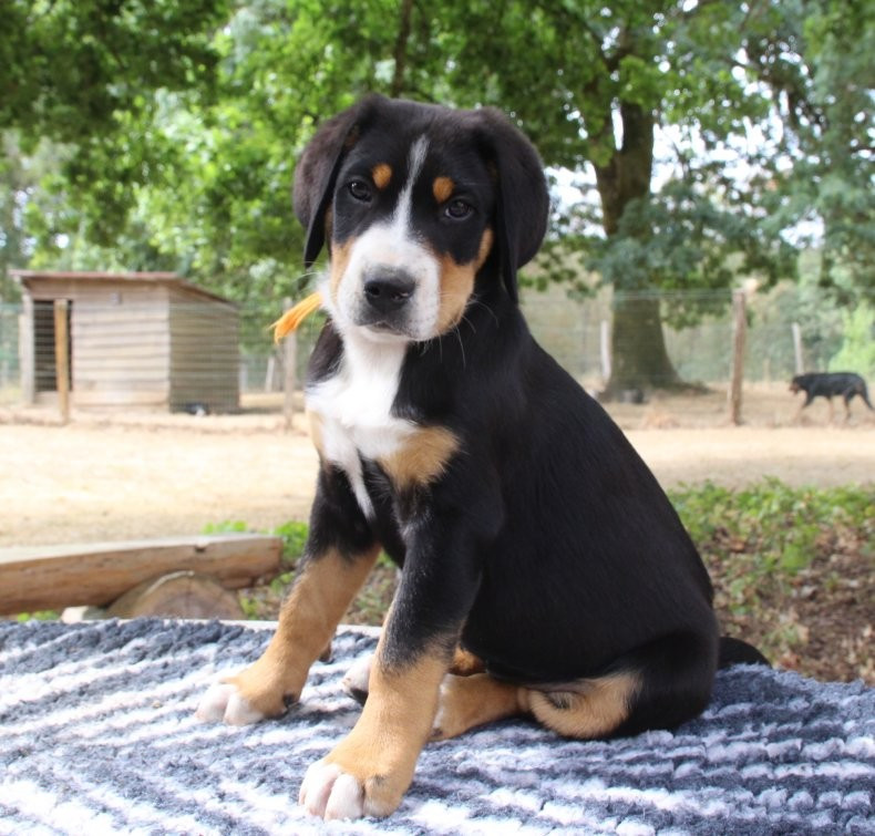du logis de Sainte Macrine - Chiots disponibles - Grand bouvier suisse