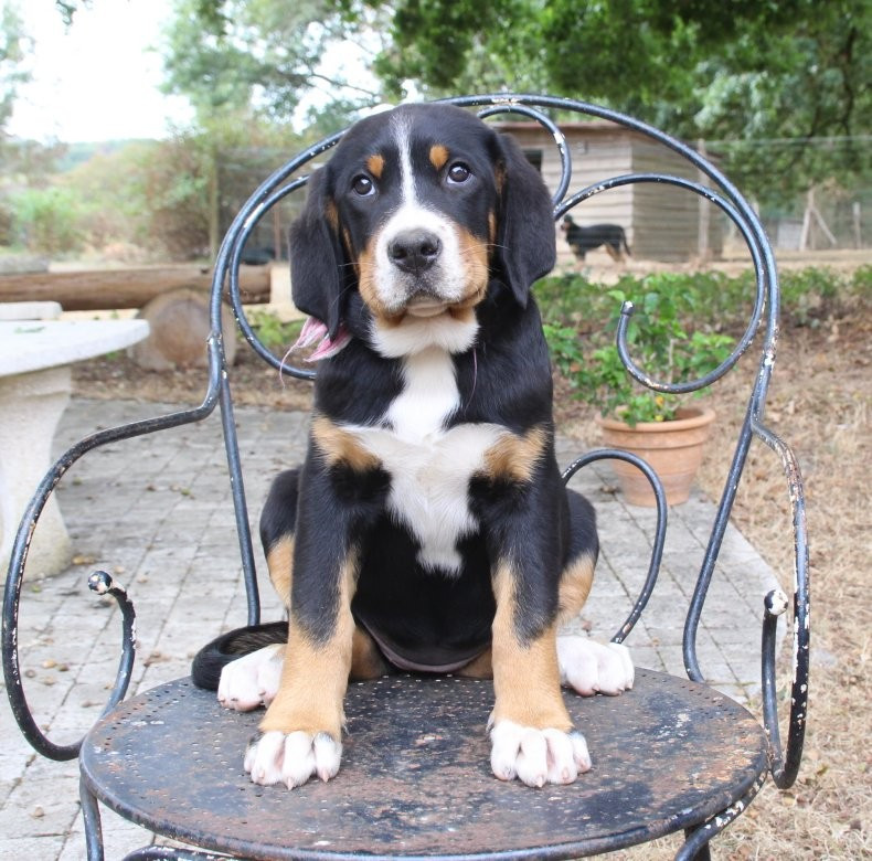 du logis de Sainte Macrine - Chiots disponibles - Grand bouvier suisse