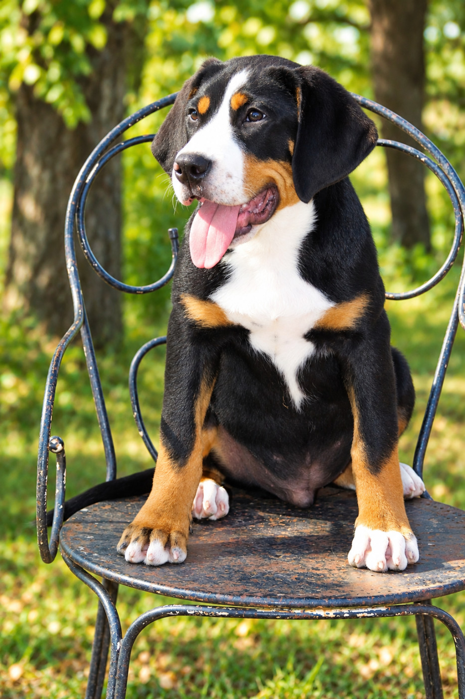 du logis de Sainte Macrine - Chiots disponibles - Grand bouvier suisse