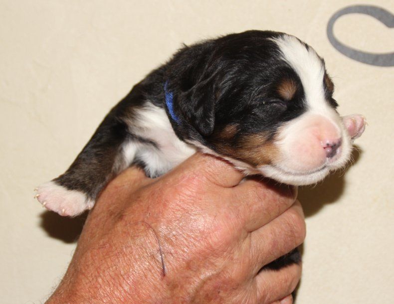 du logis de Sainte Macrine - Chiots disponibles - Bouvier Bernois