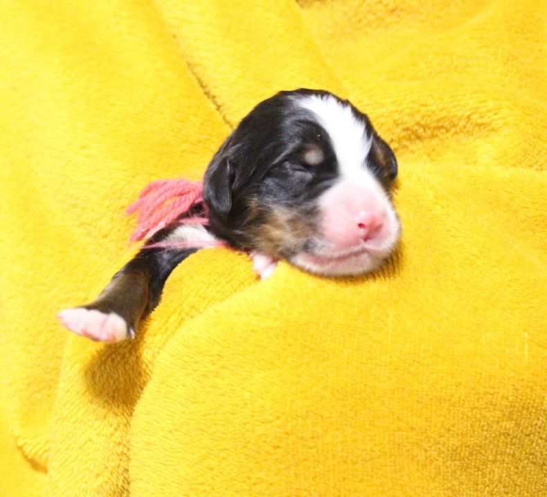 du logis de Sainte Macrine - Chiots disponibles - Bouvier Bernois