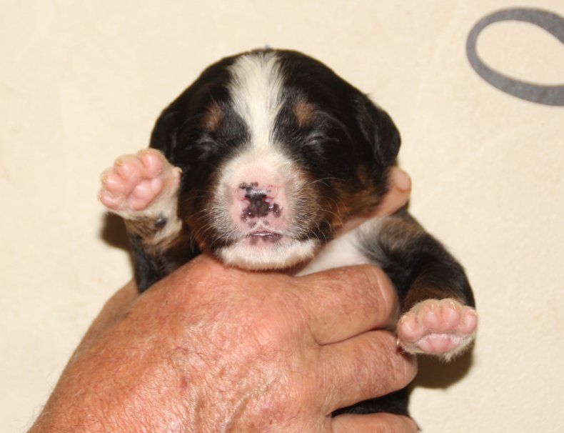 du logis de Sainte Macrine - Chiots disponibles - Bouvier Bernois