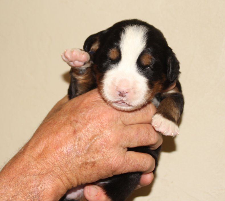 du logis de Sainte Macrine - Chiots disponibles - Bouvier Bernois