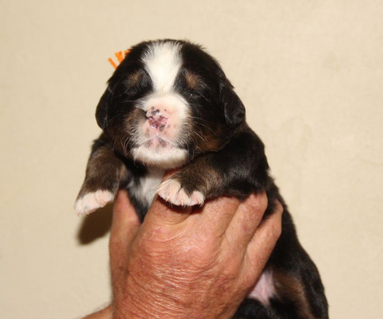 du logis de Sainte Macrine - Chiots disponibles - Bouvier Bernois