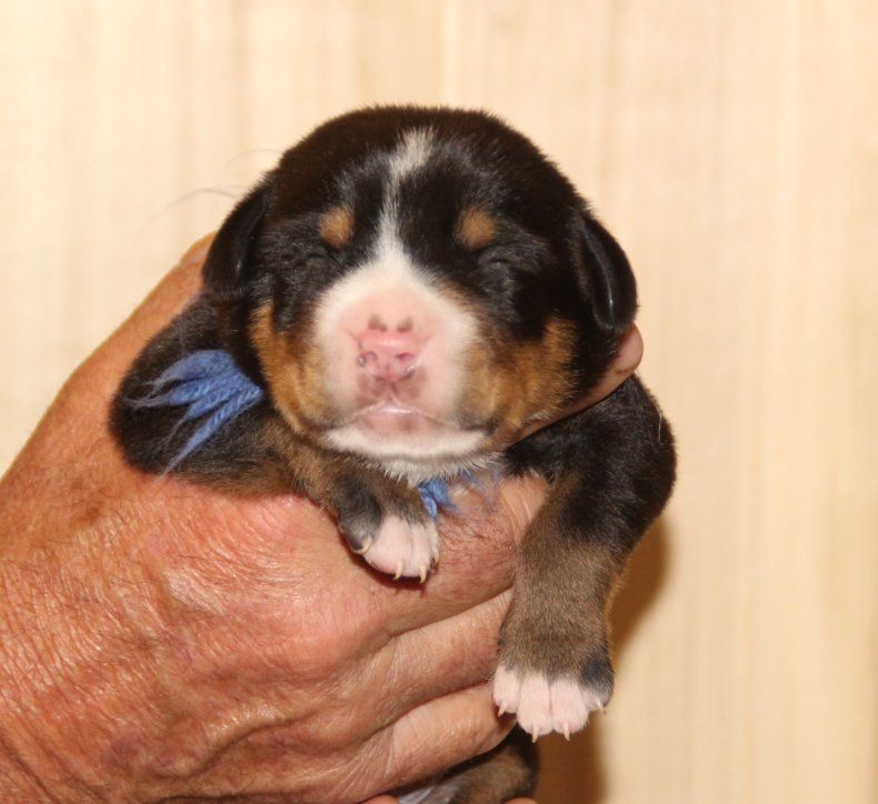 du logis de Sainte Macrine - Chiots disponibles - Grand bouvier suisse