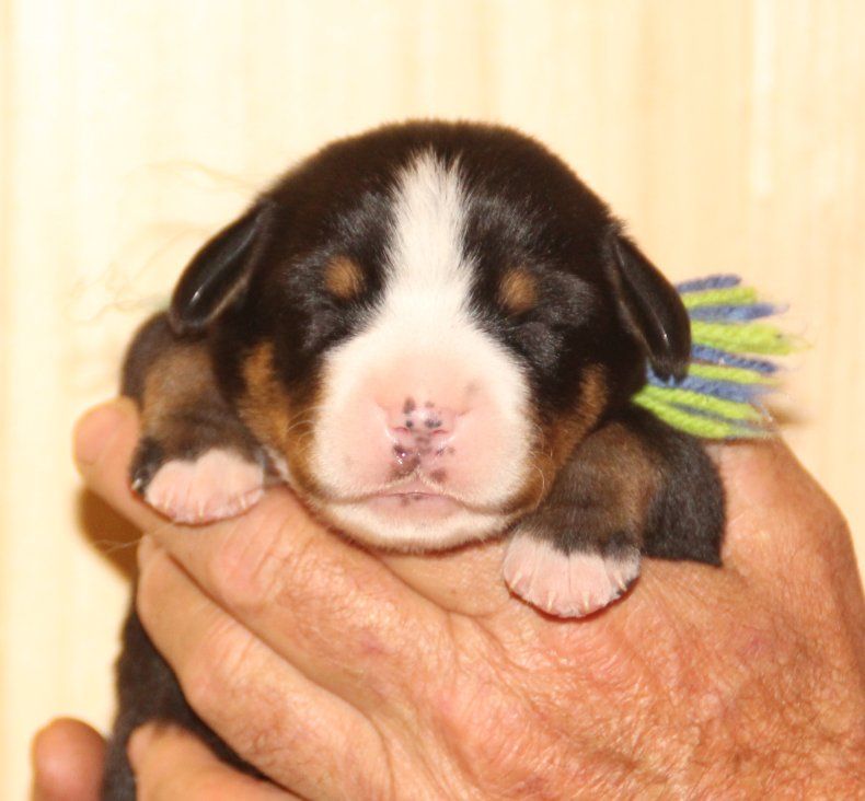 du logis de Sainte Macrine - Chiots disponibles - Grand bouvier suisse
