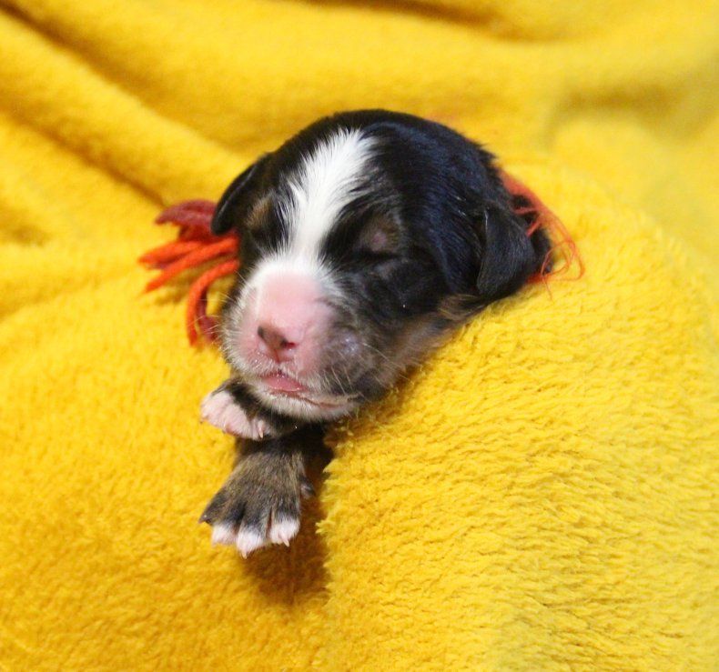 du logis de Sainte Macrine - Chiots disponibles - Bouvier Bernois
