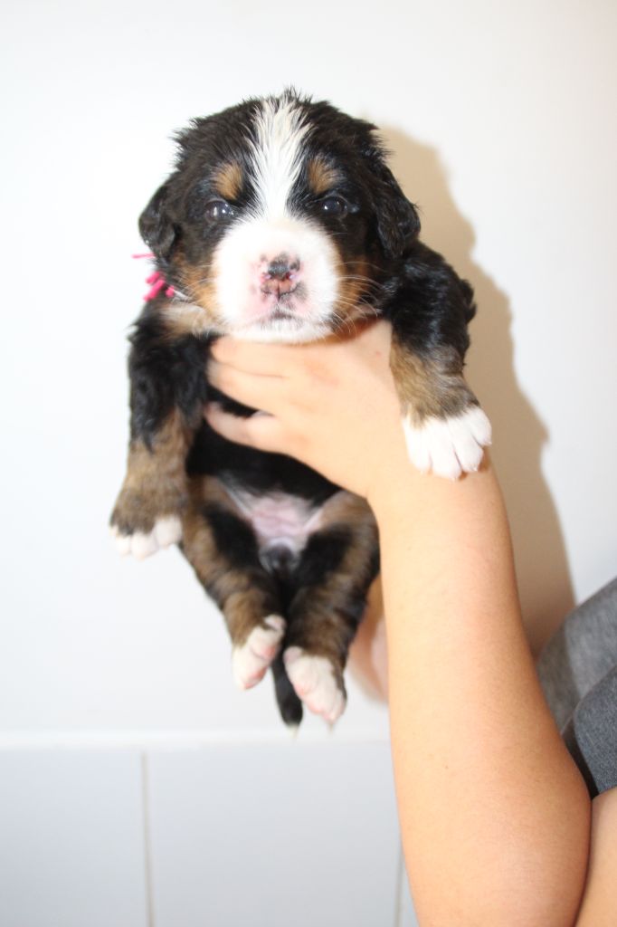 du logis de Sainte Macrine - Chiots disponibles - Bouvier Bernois