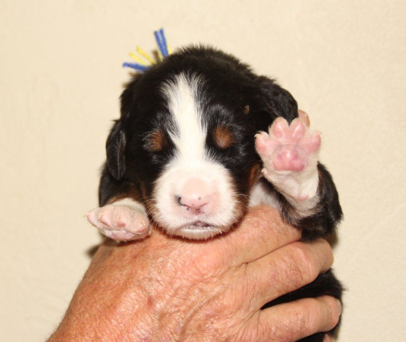 du logis de Sainte Macrine - Chiots disponibles - Bouvier Bernois