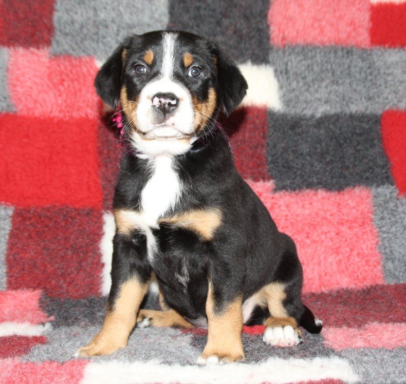 du logis de Sainte Macrine - Chiots disponibles - Grand bouvier suisse