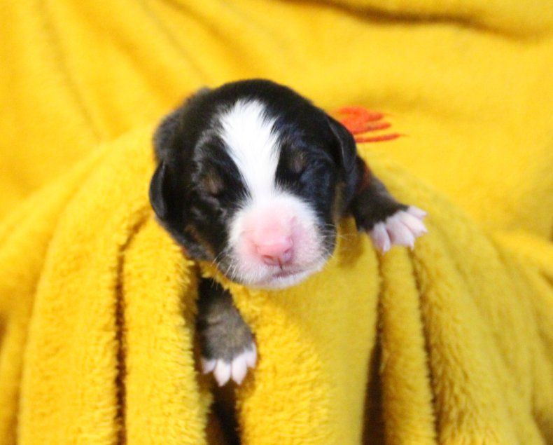 du logis de Sainte Macrine - Chiots disponibles - Bouvier Bernois