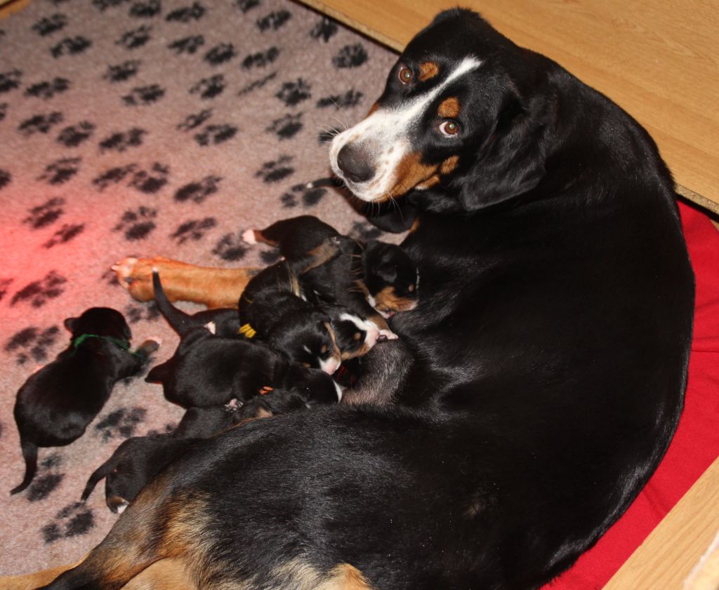 Chiot Grand bouvier suisse du logis de Sainte Macrine