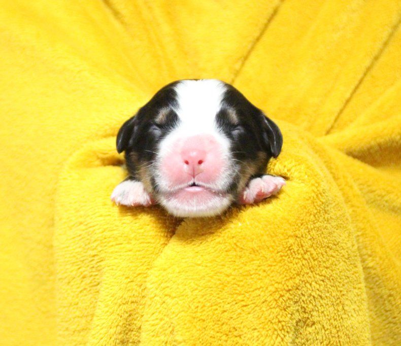 du logis de Sainte Macrine - Chiots disponibles - Bouvier Bernois