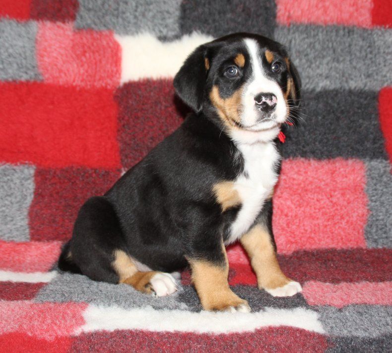 du logis de Sainte Macrine - Chiots disponibles - Grand bouvier suisse