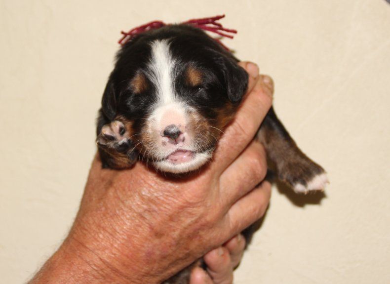 du logis de Sainte Macrine - Chiots disponibles - Bouvier Bernois
