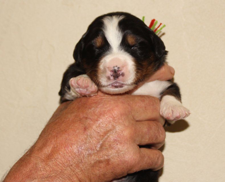 du logis de Sainte Macrine - Chiots disponibles - Bouvier Bernois