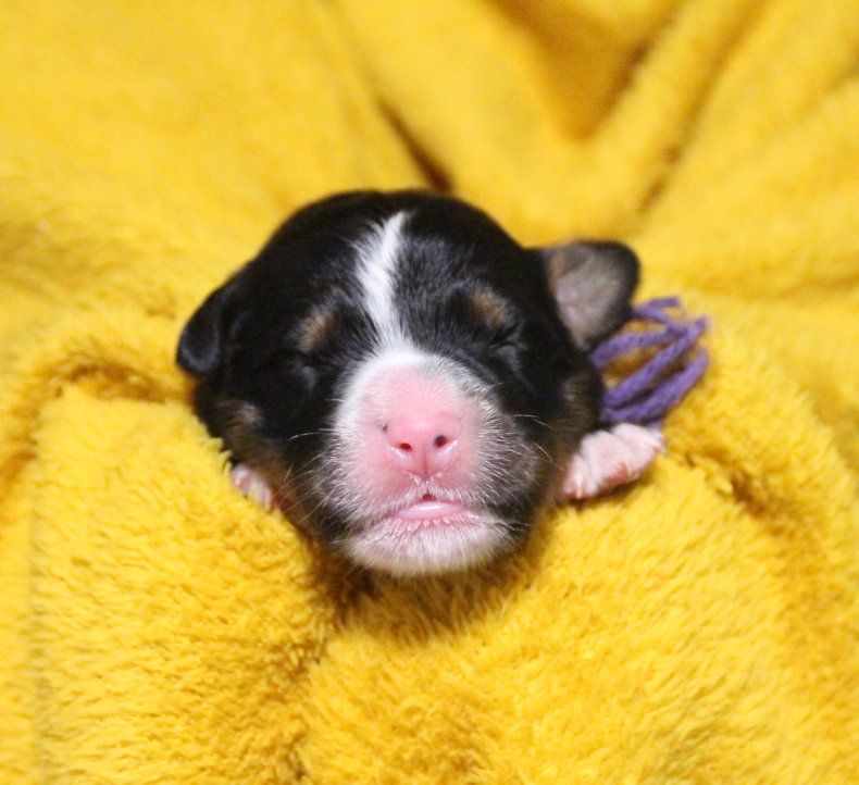 du logis de Sainte Macrine - Chiots disponibles - Bouvier Bernois