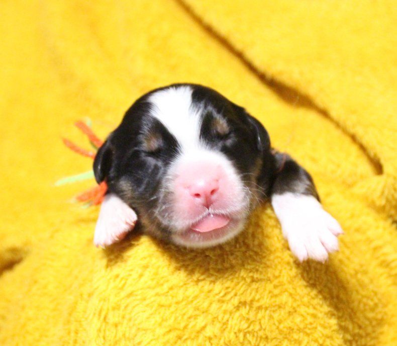 du logis de Sainte Macrine - Chiots disponibles - Bouvier Bernois