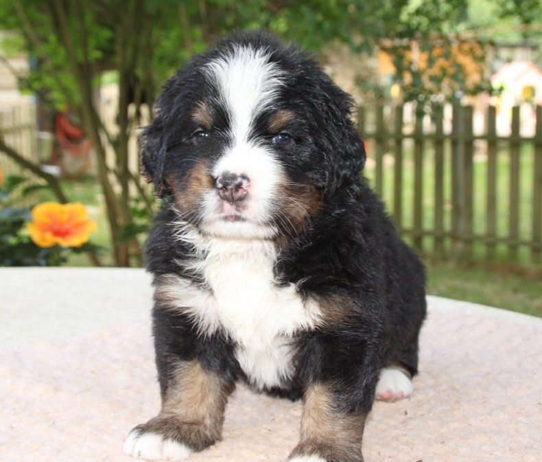 du logis de Sainte Macrine - Chiots disponibles - Bouvier Bernois
