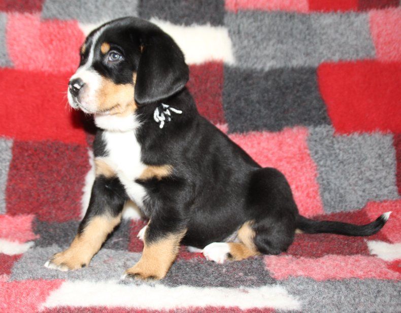 du logis de Sainte Macrine - Chiots disponibles - Grand bouvier suisse