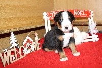 CHIOT