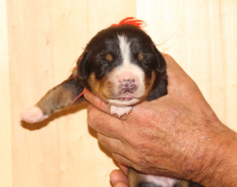 du logis de Sainte Macrine - Chiots disponibles - Grand bouvier suisse