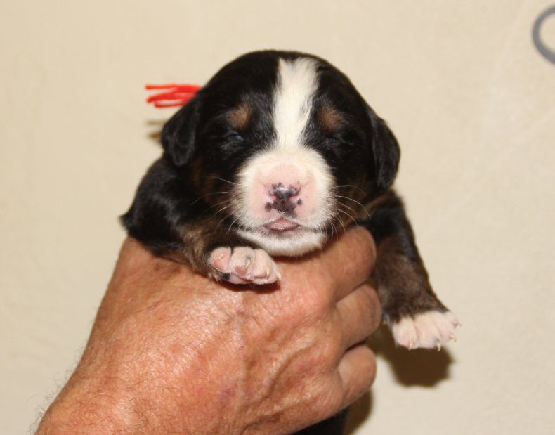du logis de Sainte Macrine - Chiots disponibles - Bouvier Bernois