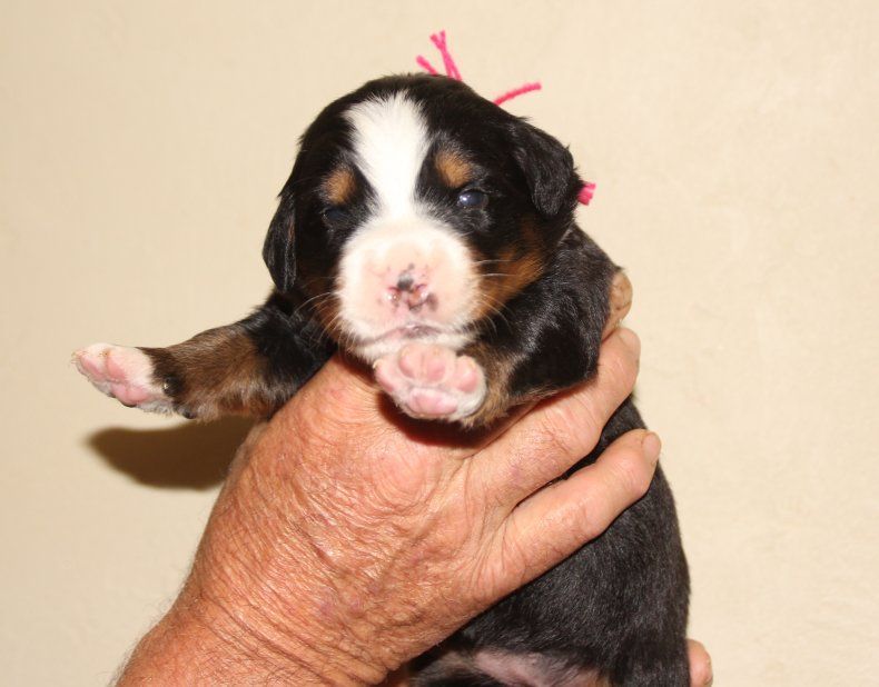 du logis de Sainte Macrine - Chiots disponibles - Bouvier Bernois