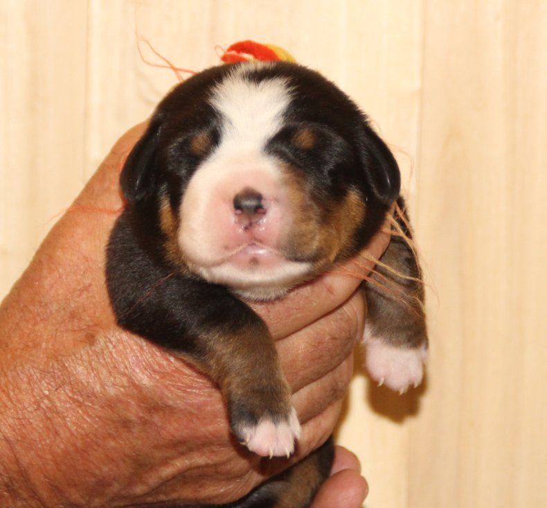 du logis de Sainte Macrine - Chiots disponibles - Grand bouvier suisse