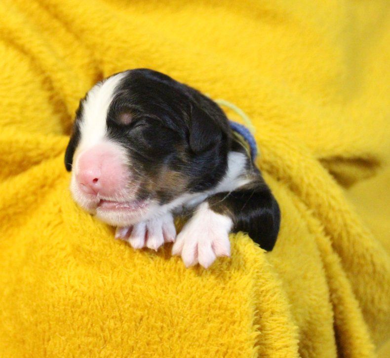 du logis de Sainte Macrine - Chiots disponibles - Bouvier Bernois