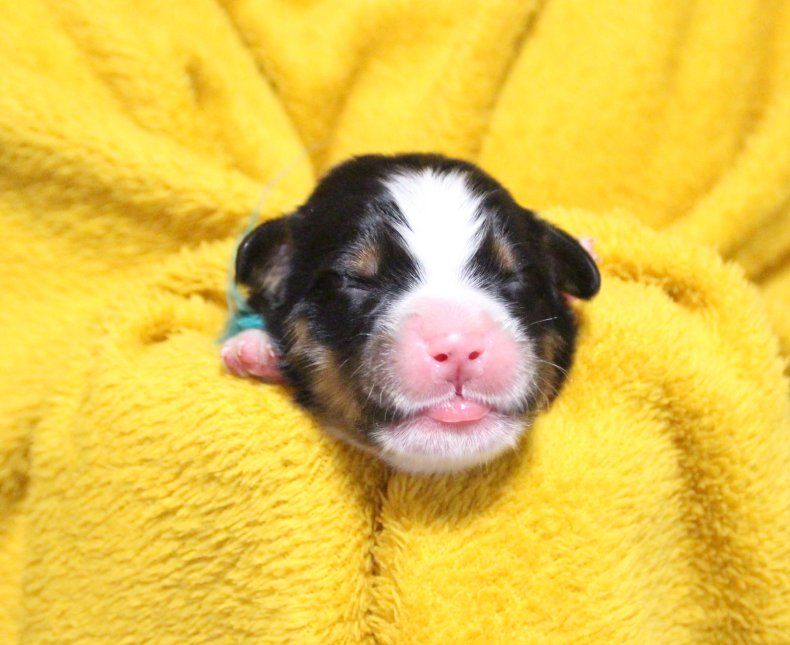 du logis de Sainte Macrine - Chiots disponibles - Bouvier Bernois