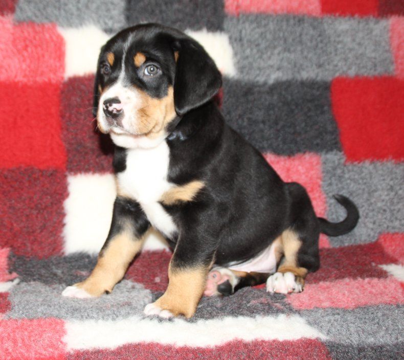 du logis de Sainte Macrine - Chiots disponibles - Grand bouvier suisse