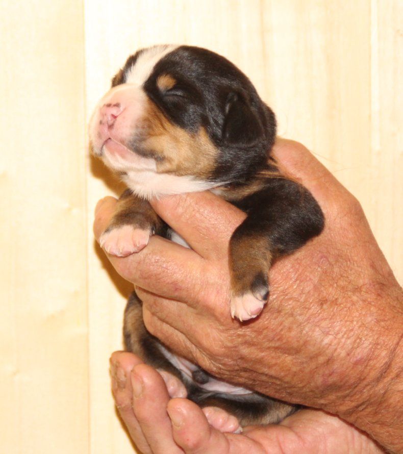 du logis de Sainte Macrine - Chiots disponibles - Grand bouvier suisse