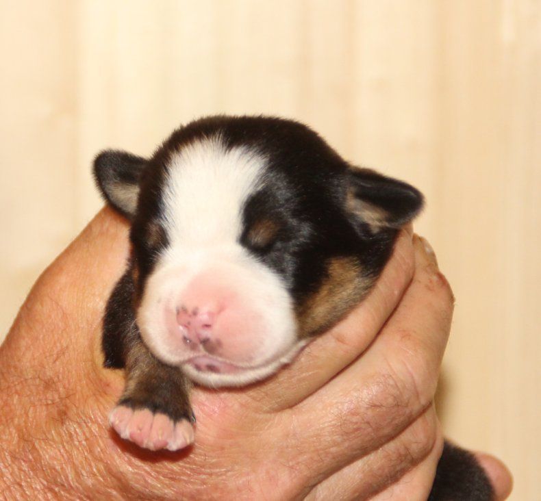 du logis de Sainte Macrine - Chiots disponibles - Grand bouvier suisse