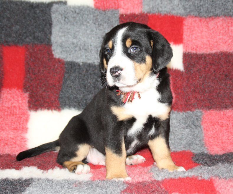 du logis de Sainte Macrine - Chiots disponibles - Grand bouvier suisse