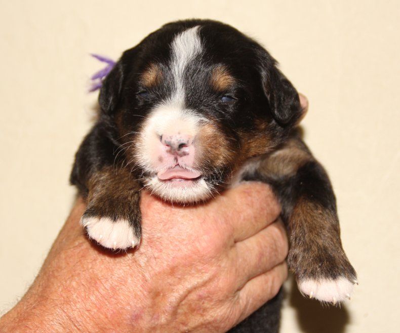 du logis de Sainte Macrine - Chiots disponibles - Bouvier Bernois
