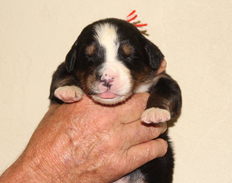 du logis de Sainte Macrine - Chiots disponibles - Bouvier Bernois