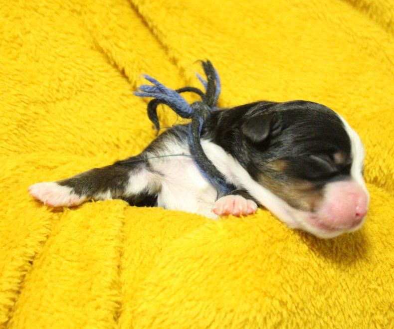 du logis de Sainte Macrine - Chiots disponibles - Bouvier Bernois