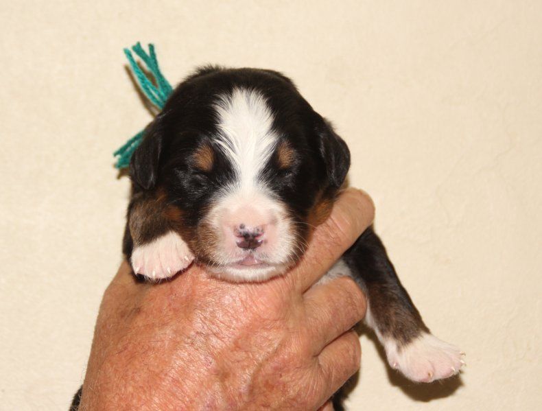 du logis de Sainte Macrine - Chiots disponibles - Bouvier Bernois