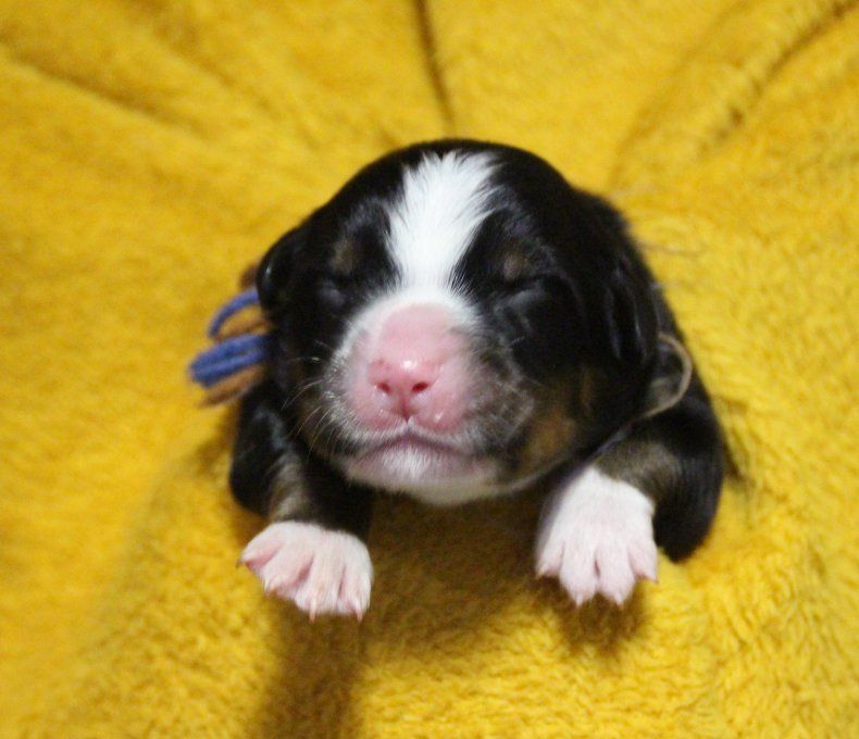 du logis de Sainte Macrine - Chiots disponibles - Bouvier Bernois