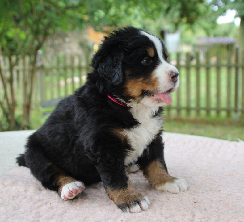 du logis de Sainte Macrine - Chiots disponibles - Bouvier Bernois