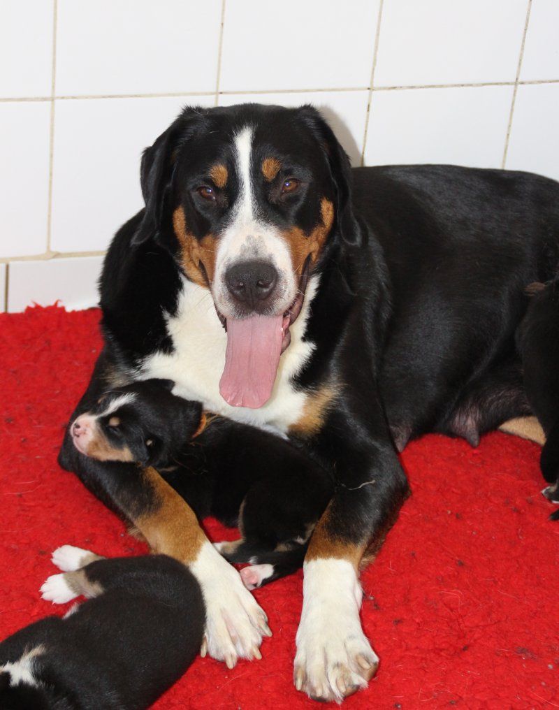 Chiot Grand bouvier suisse du logis de Sainte Macrine