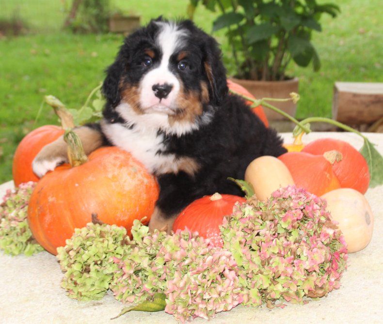 du logis de Sainte Macrine - Bouvier Bernois - Portée née le 10/09/2024